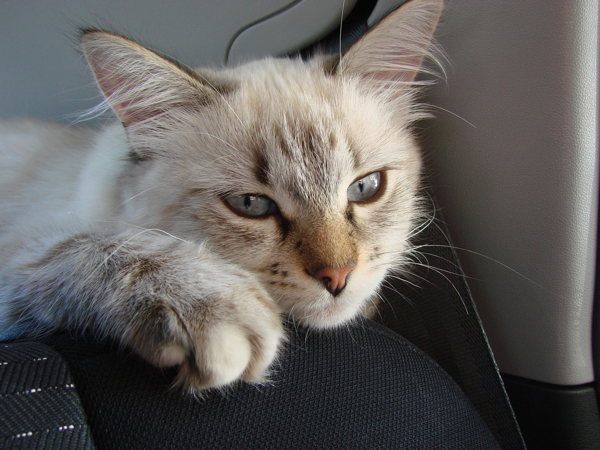 Sibiřská kočka se v Rusku nazývá „newskaja maskaradnaya“.